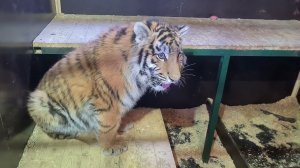 Опель и Камри меряются мощностями))) весенний Герд просто прекрасен)))))