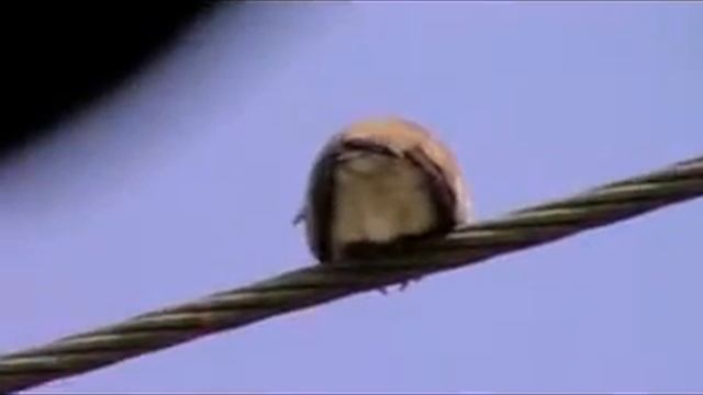 panasonic Sdr S26 test смотреть онлайн