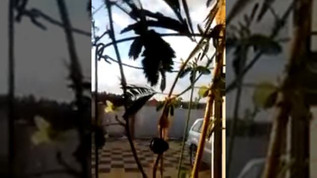 Стыдливая мимоза