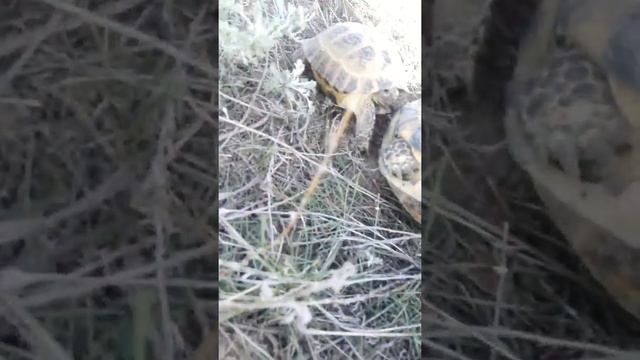 Черепаха смотреть онлайн