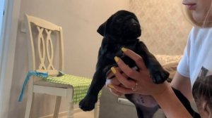 У нас 2 МОПСА ?☺️ Маленький щенок Луна/ Встреча Vlog