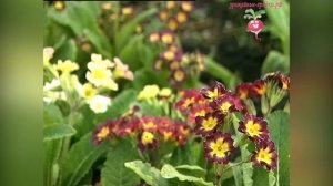 Выращивание примулы из семян #urozhainye_gryadki