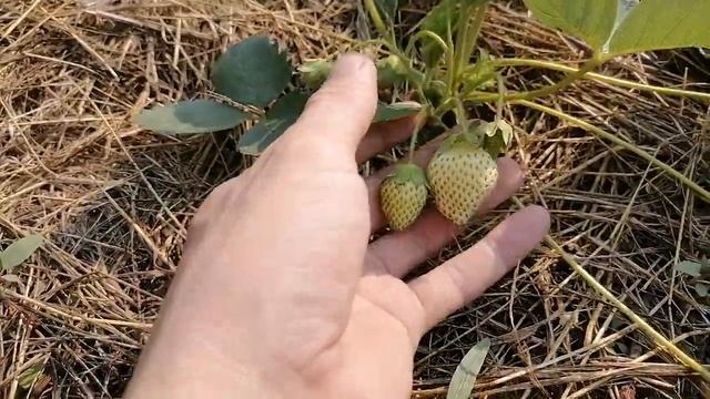Клубника Марисоль на сене/ Маточные кусты/ Усть-Илимск