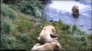 Медведь Ловит Рыбу Отличная Рыбалка Bears Fishing