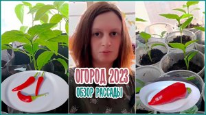 Обзор рассады _ Апрель _ Огород 2023
