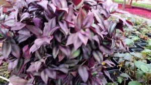 Как вырастить шикарную традесканцию?