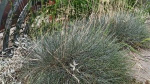 Самые лучшие серебристые растения для сада