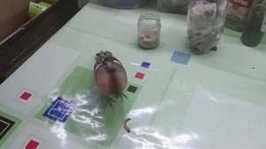 Удод граф Дуку ест личинок зофобаса расклёвывая им голову чтоб не кусались.