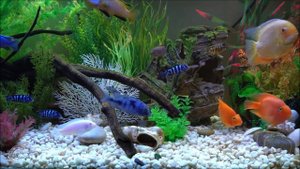 #Цихлиды. Шикарный аквариум.