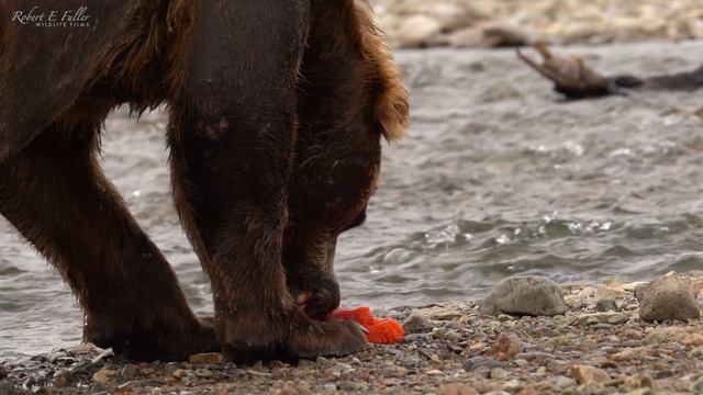 Grizzly Bears: The Drama of the Alaskan Salmon Run | Alaska 🌎 🇺🇸 | Wild Travel | Robert E Fuller