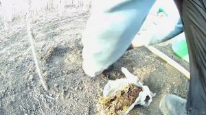 Весенняя посадка йошты. Выращивание йошты на садовом участке