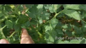 томат Вишня красная