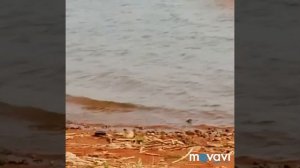Отдых на Беловском водохранилище июнь.