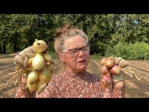 САМЫЙ УРОЖАЙНЫЙ ЛУК  ЛУК-ШАЛОТ