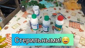 Весенние обработки малины и ежевики