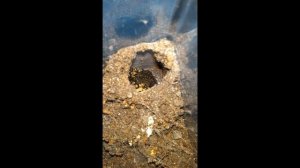 Самый большой паук России! Южнорусский тарантул aka Мизгирь!