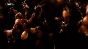 Умный орангутан