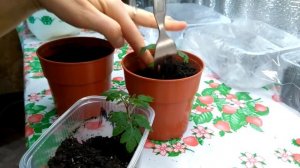 Помидоры под фитолампой.