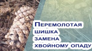 Хвойный опад и перемолотая шишка - мульчирование и удобрение для хвойных!