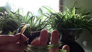 ОБРЕЗКУ И ЧЕРЕНКОВАНИЕ ХЛОРОФИТУМА ДЕЛАЕМ ВЕСНОЙ.  ЗИМА НЕ ЛУЧШЕЕ ВРЕМЯ!