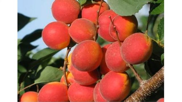 Зимостойкие сорта абрикоса для Подмосковья смотреть онлайн