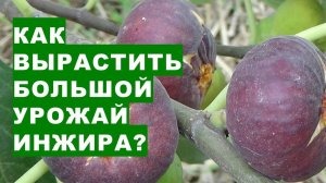 Как вырастить большой урожай плодов инжира?