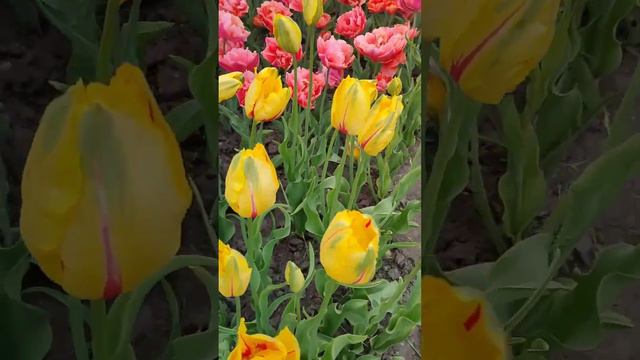 Тюльпаны – весенние цветы. смотреть онлайн