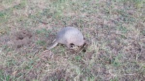 Armadillo is having a dinner. Броненосец ужинает. Броненосець вечеряє.