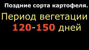 Почему у КАРТОШКИ ГИГАНТСКАЯ ботва?