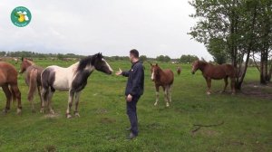 Просто агроблог. Мясное коневодство