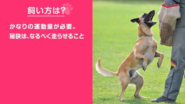 ❤️人気77位【ベルジアン・シェパード・ドッグ・マリノアってどんな犬？】子犬の価格や性格、寿命、飼いやすさは？ カワイイ動画でチェック！ смотреть онлайн
