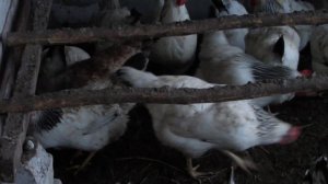 Межпородное скрещивание Адлерской Серебристой и Кучинской Юбилейной!Результатом довольна!