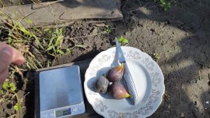 Основной урожай инжира сорта Benita Negra