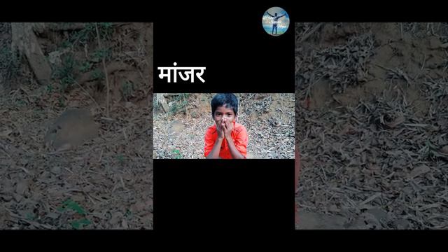 Animals Voice Mimicry 🐕🐓🦜 смотреть онлайн