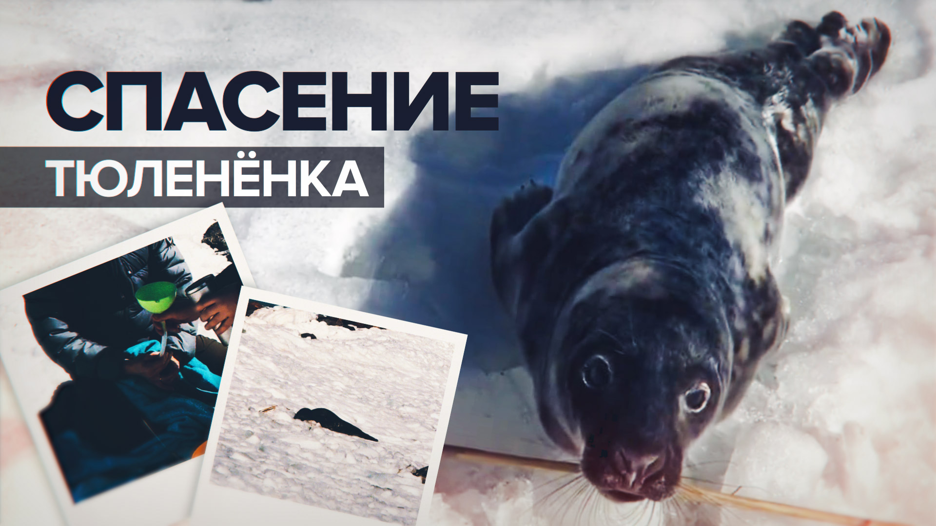 «Лежал, уткнувшись в снег»: истощённого детёныша серого тюленя спасли в Санкт-Петербурге