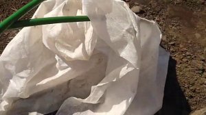 Внесение удобрений под розы весной.