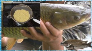 Белый амур чует такую прикормку за версту! Как сделать прикормку для белого амура?