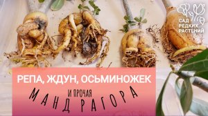 Сто адениумов и одна ункарина. Формирование корней и каудекса суккулентных растений #адениум