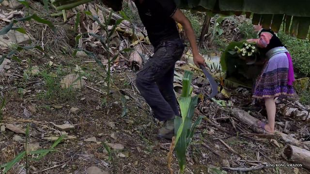 Vang Hoa and Zon Harvest bananas for wild boar Survival Instinct Wilderness Alone  Ep 223