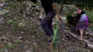 Vang Hoa and Zon Harvest bananas for wild boar, Survival Instinct, Wilderness Alone , Ep 223