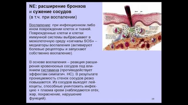 05Дубынин Вячеслав Мозг Норадреналин и адреналин азарт, стресс и не только смотреть онлайн