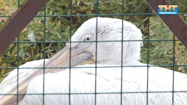 Зоопарк в Ижевске. Как звери готовятся к зиме? смотреть онлайн