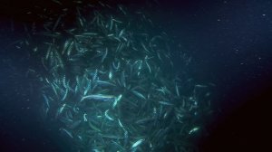 Планета Океан (2012.720p)