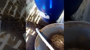 Рацион телёнка в 3 месяца