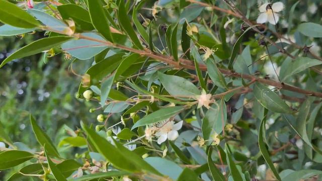 הדס מצוי פורח בגינה آس Myrtus  communis in a garden смотреть онлайн