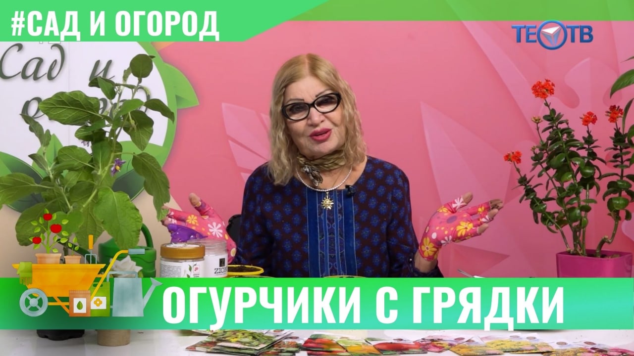 Огурчики с грядки / ТЕО ТВ 12+