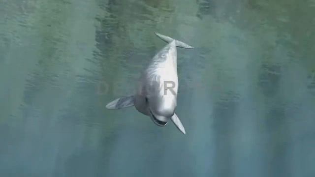 Кит Белуха (2017) 3D анимация смотреть онлайн