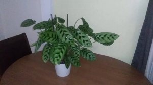 calathea leopardina, syn. goeppertia concinna, update