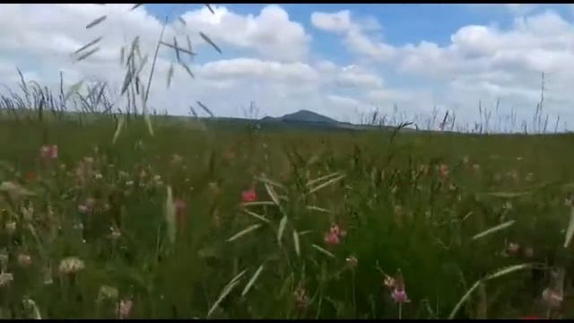 Полевые цветы/Рай на земле смотреть онлайн