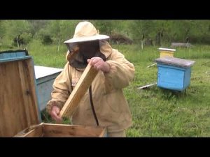 КАК С ПОЛЬЗОЙ ДЛЯ ПЧЁЛ ОЧИСТИТЬ РАМКИ ОТ ПРОШЛОГОДНЕГО МЁДА?